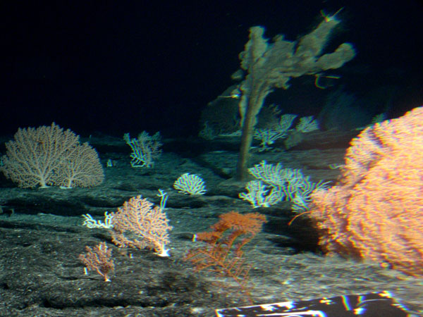 Corals and sponges were very abundant and diverse on the seamounts, even at 1800m depth.