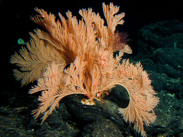 A large primnoid ocotocoral (sea fan)