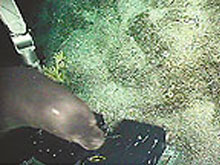 Monk Seal A12 tagged at Lisianski Atoll checks out the submersible.