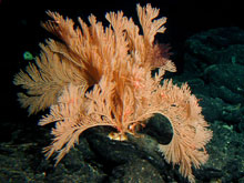 A large primnoid ocotocoral.