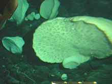 Large sponges around 1.5 m wide were observed on the dives