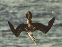A juvenile booby practices its plunge-diving