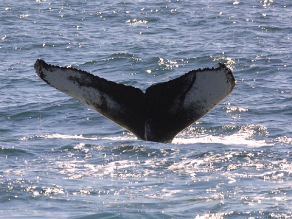 Habenero the Whale