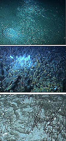 Blake Ridge Diapir clam beds, mussel beds, and tubeworm fields, all located with a few meters of one another without overlap