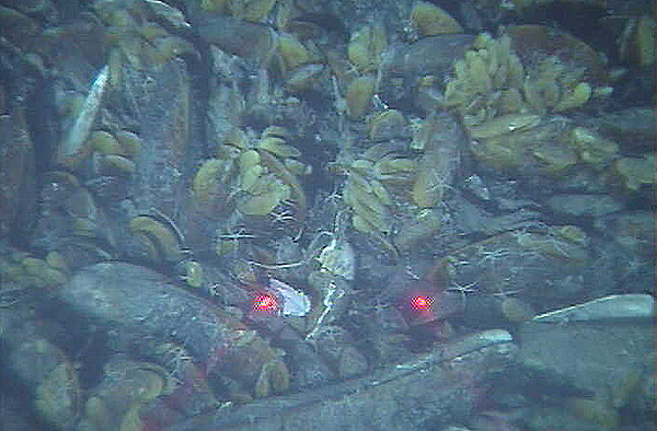 Bed of adult and juvenile mussels