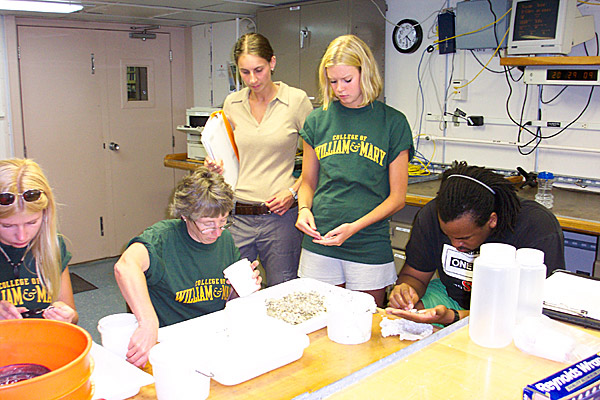 Dissecting vesicomyid clams