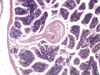 Epithelium of vesicomyid clam gill covered with cilia.