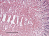 Muscle in a vesicomyid foot