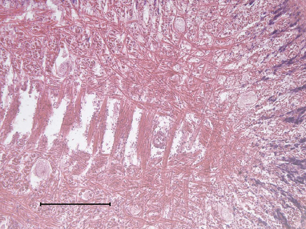 Muscle in a vesicomyid foot.  Scale bar=300 microns.  