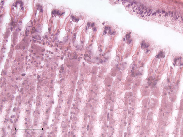Epithelium (surface layer of tissue cells) of vesicomyid clam gill covered with cilia (thin, finger-like projections).
