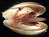 Three live nautiliniellid worms in the mantle cavity of the clam.
