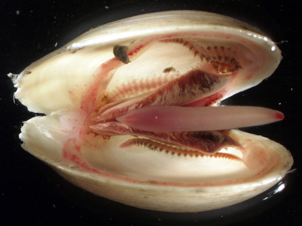 Three live nautiliniellid worms in the mantle cavity of the clam.