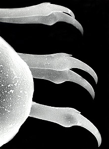 Scanning electron microscope (SEM) view of trifurcate (3-branched) chaetae on posterior segments.