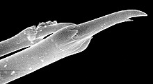 Scanning electron microscope (SEM) view of trifurcate chaetae in posterior segments.