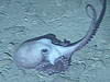 A large purple octopus