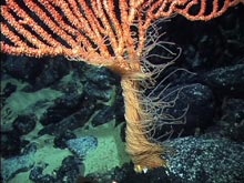 Living Bamboo Coral, Isidella sp., from Warwick Seamount.