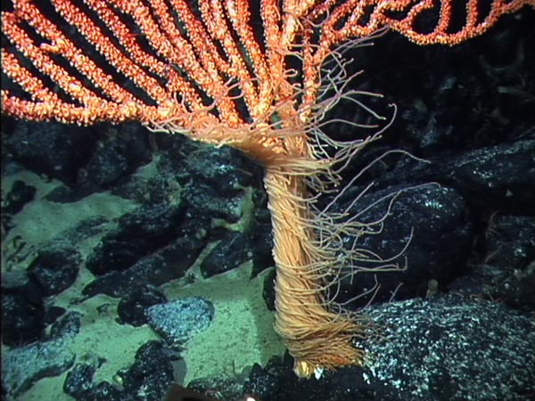 The base of a living bamboo coral, Isidella sp., from Warwick Seamount.