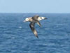 A curious black-footed Albatross circles the Atlantis.