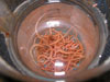 A sample jar from the Alvin full or invertebrates.