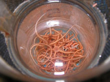 A sample jar from the Alvin full or invertebrates.