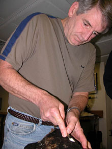 Dr. Tom Shirley removes an organism from a piece of basalt.