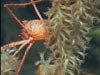 A Galatheid crab, or pinch bug, on a bamboo coral.