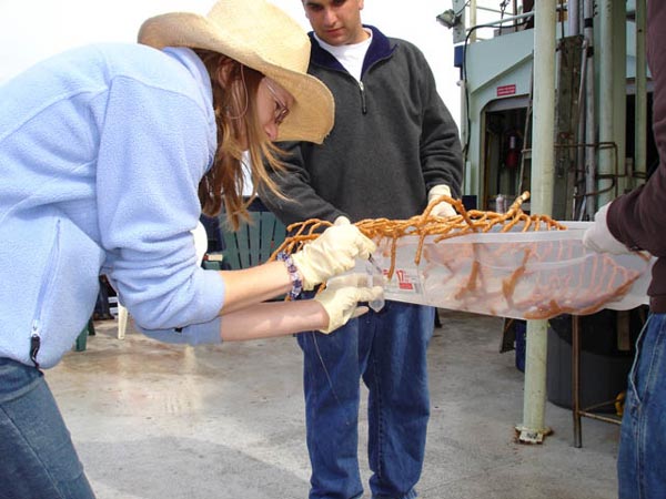 Scientist collects mucus from a large bamboo coral specimen.