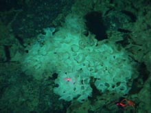 The glass sponge, Farrea occa, from about 750 meters depth at Welker Seamount.