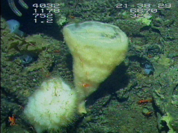 Glass sponges grow in many shapes and sizes in the deep ocean.