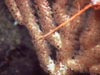 A zoomed-in view of Paragorgia with polyps extended.