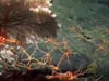 See DSV Alvin peek around a Primnoid coral to see a large aggregation of brittle stars.