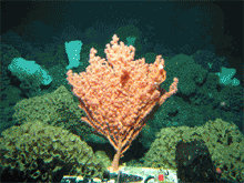 View a slide show of Paragorgia sp. bubblegum coral collected from the Welker Seamount.