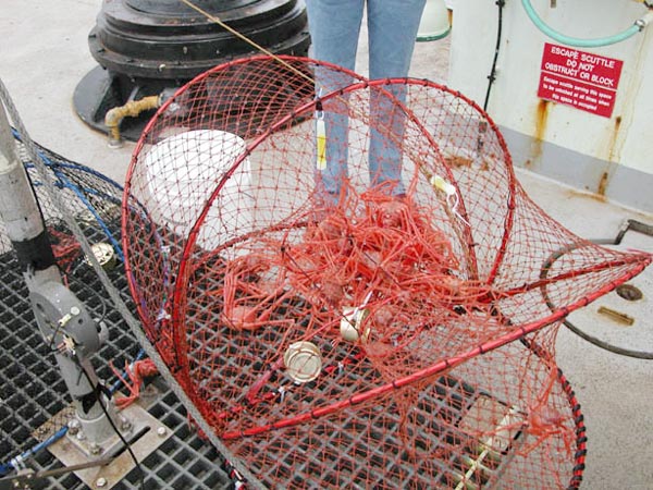 Freshly-baited crab traps are lowered on a metal platform to the sea floor.