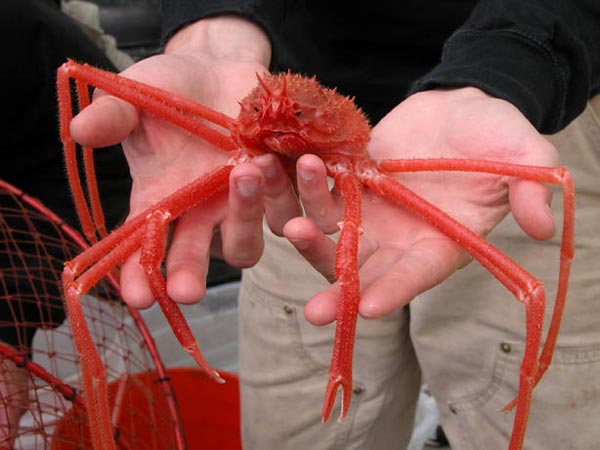Deep-sea spider crabs, like this one, have long, spider-like legs and are a brilliant red.