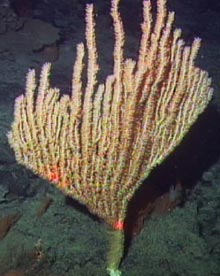 Bamboo corals were among the dominant groups. They are in the Family Isididae.