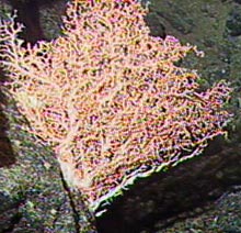 This Corallium sp. colony was the only one we observed on this chain of seamounts.
