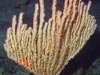 Bamboo corals were among the dominant groups. They are in the Family Isididae.