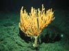 A live bamboo coral in 800 meters of water on Pratt Seamount.