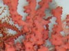 A bubblegum coral is occupied by a number of basket stars (Asteronyx sp.)