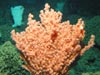 We found a number of coral species in the family Paragorgiidae. These coral are often referred to as Bubblegum corals.