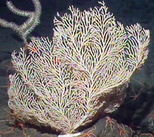 Primnoids are a very diverse group of corals that range from highly branched forms.