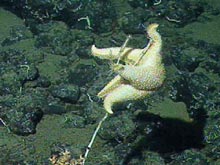 This seastar is climbing a denuded bamboo coral skeleton, feeding on the unprotected polyps.