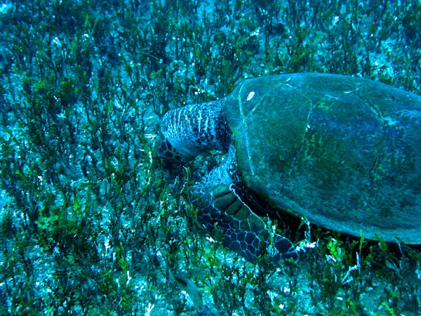A turtle eating Halimeda kanaloana at 30 m depth.