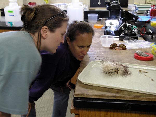Teachers observe a twitching 'skunk urchin' (Eurypatagus sp.)