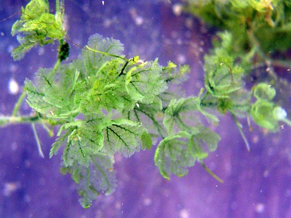 Numerous algal species, such as this Caulerpa sp., were discovered as new records for Hawaii.