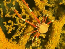 A large galathaeid crab sits on a gold coral tree.