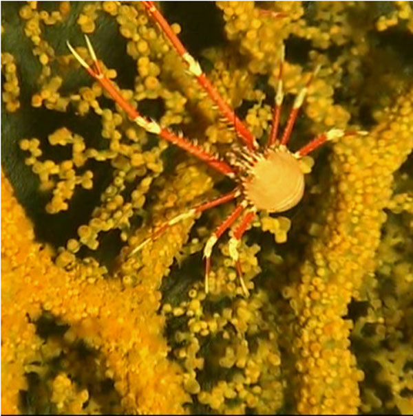 A large galathaeid crab sits on a gold coral tree.