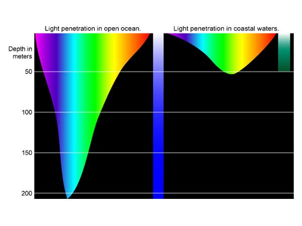 This diagram offers a basic illustration of the depth at which different colors of light penetrate ocean waters.