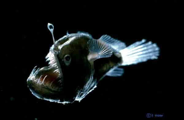 This blackdevil angler fish, Melanostomias johnsoni, has a luminescent lure that she uses to attract prey and to identify herself to potential mates