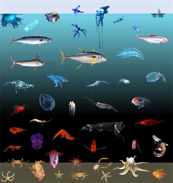 The coloration of oceanic animals as a function of depth
